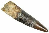 Fossil Spinosaurus Tooth - Real Dinosaur Tooth #348652-1